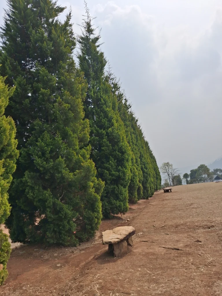 Row of tall pine trees and stone benches at Mini Pahalgam overlooking Umiam Lake in Barapani, Meghalaya.